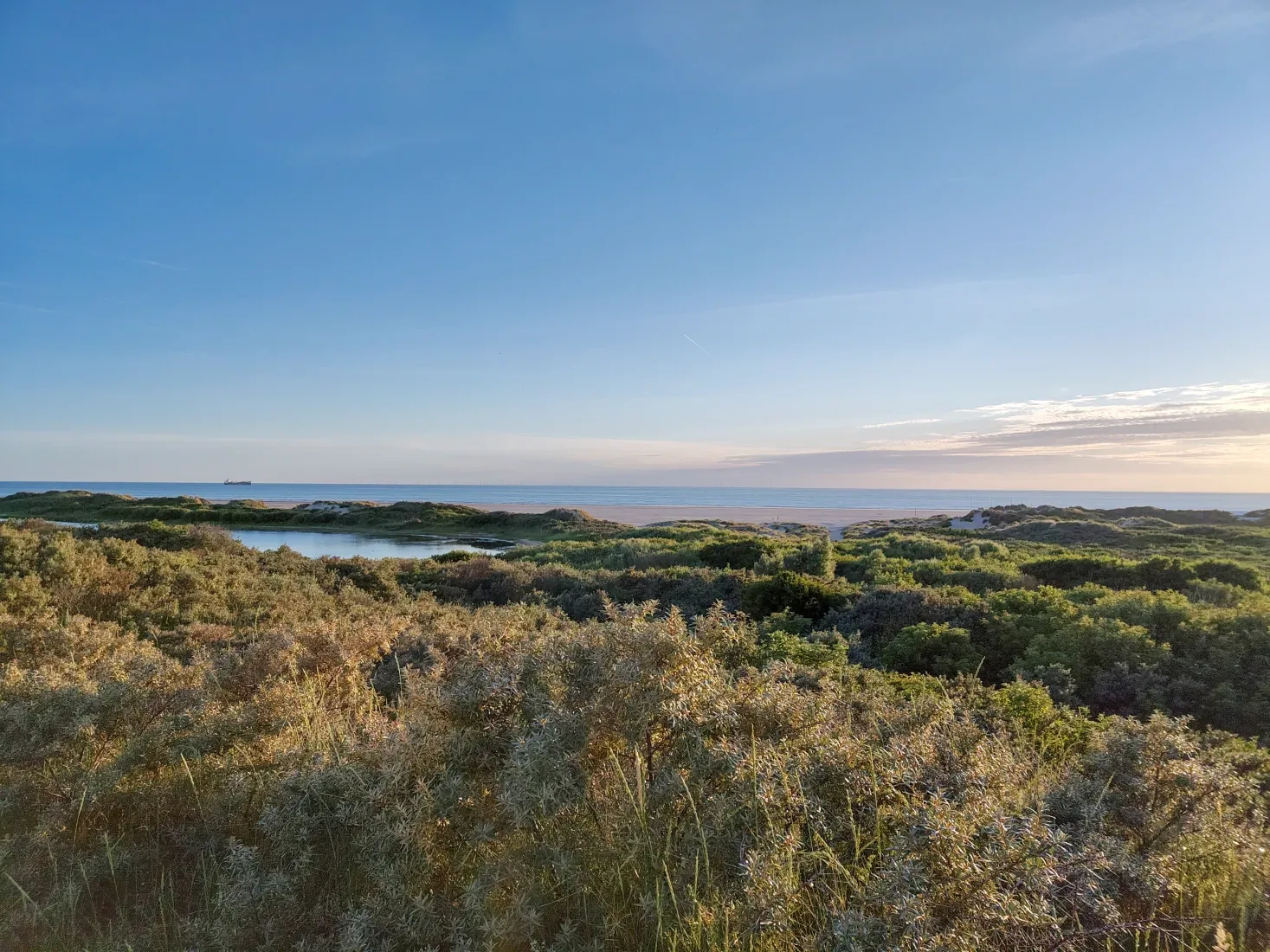 High-resolution photo shot on the Fairphone 6: a bright landscape with fine grass detail